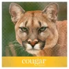 Cougar® Digital Printing Paper, 8 Reams, Letter Size (8 1/2" x 11"), 98 (U.S.) Brightness, 70 Lb Text (104 gsm), FSC® Certified, 500 Sheets Per Ream