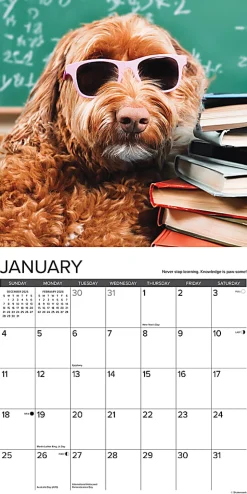 2026 Willow Creek Press Animals Monthly Wall Calendar, 12" x 12", What Dogs Teach Us, January To December, 53164