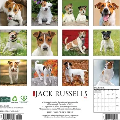 2026 Willow Creek Press Animals Monthly Wall Calendar, 12" x 12", Jack Russells, January To December, 51627