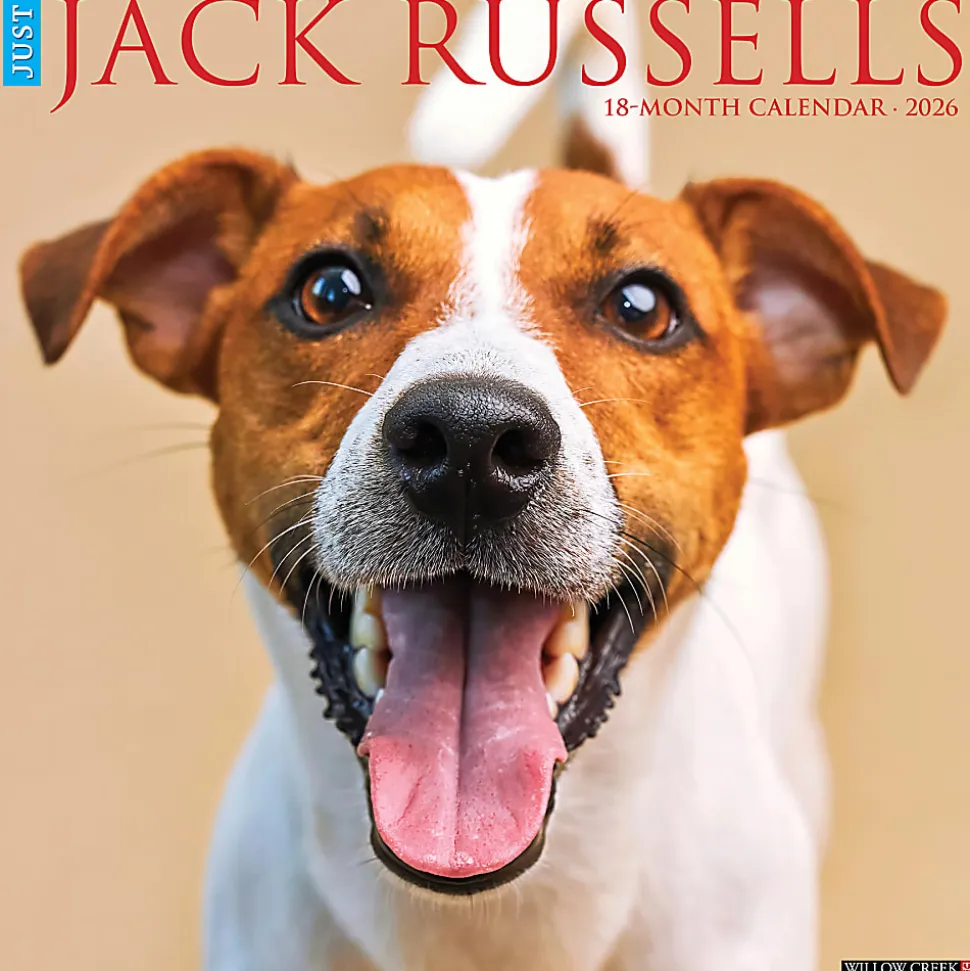 2026 Willow Creek Press Animals Monthly Wall Calendar, 12" x 12", Jack Russells, January To December, 51627