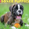 2026 Willow Creek Press Animals Monthly Wall Calendar, 12" x 12", Boxer Puppies, January To December, 50361