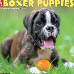 2026 Willow Creek Press Animals Monthly Wall Calendar, 12" x 12", Boxer Puppies, January To December, 50361