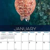 2026 Willow Creek Press Animals Monthly Wall Calendar, 12" x 12", Sea Turtles, January To December, 55540