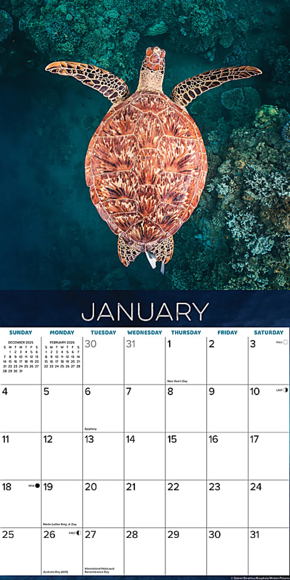 2026 Willow Creek Press Animals Monthly Wall Calendar, 12" x 12", Sea Turtles, January To December, 55540