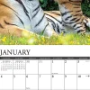 2026 Willow Creek Press Animals Monthly Wall Calendar, 12" x 12", Tigers, January To December, 52969