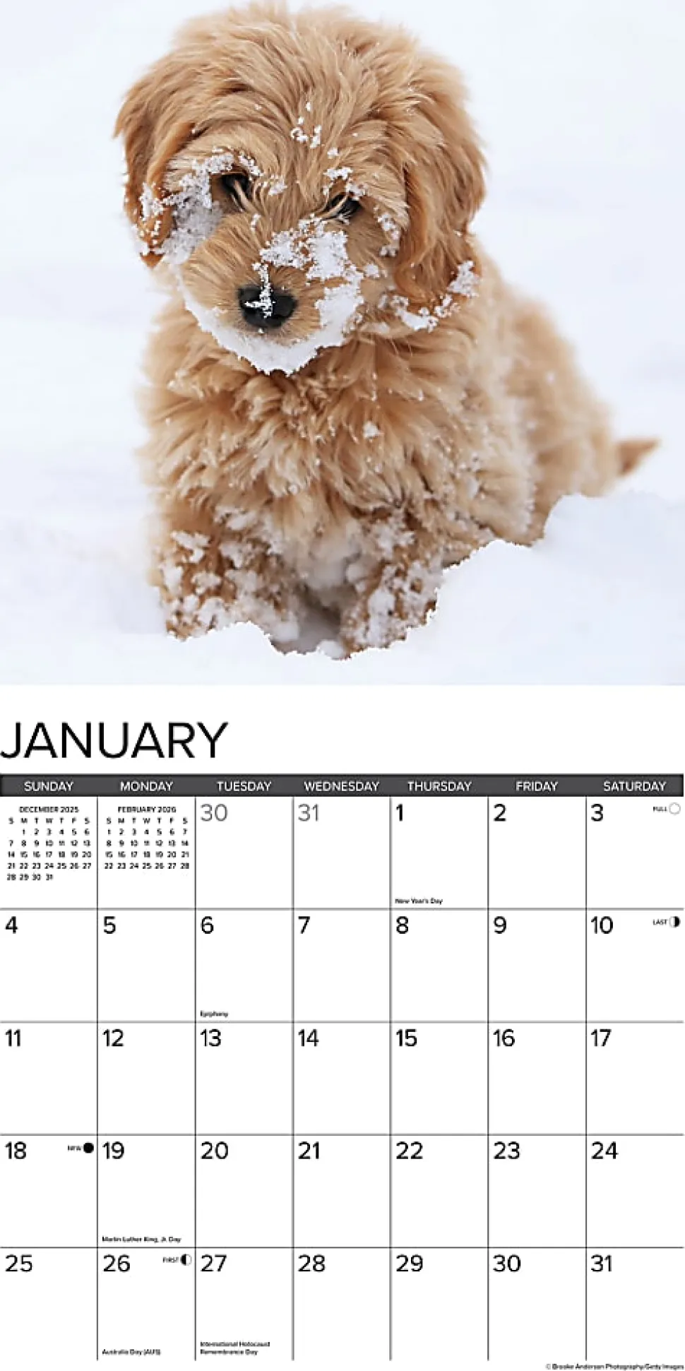 2026 Willow Creek Press Animals Monthly Wall Calendar, 12" x 12", Goldendoodle Puppies, January To December, 51306