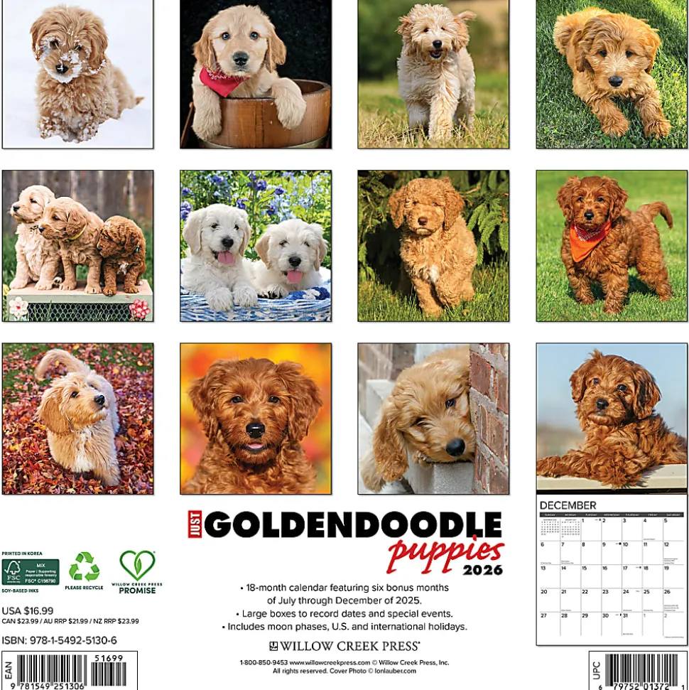 2026 Willow Creek Press Animals Monthly Wall Calendar, 12" x 12", Goldendoodle Puppies, January To December, 51306