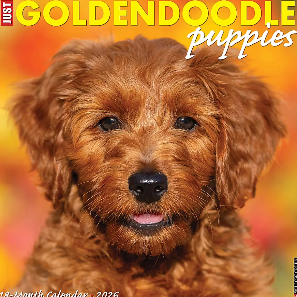 2026 Willow Creek Press Animals Monthly Wall Calendar, 12" x 12", Goldendoodle Puppies, January To December, 51306