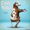 2026 Willow Creek Press Animals Monthly Wall Calendar, 12" x 12", Cow Yoga, January To December, 50873
