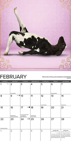 2026 Willow Creek Press Animals Monthly Wall Calendar, 12" x 12", Cow Yoga, January To December, 50873