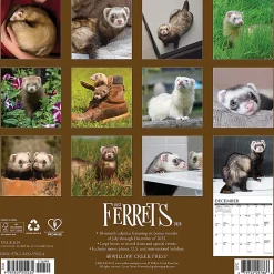 2026 Willow Creek Press Animals Monthly Wall Calendar, 12" x 12", Ferrets, January To December, 55434
