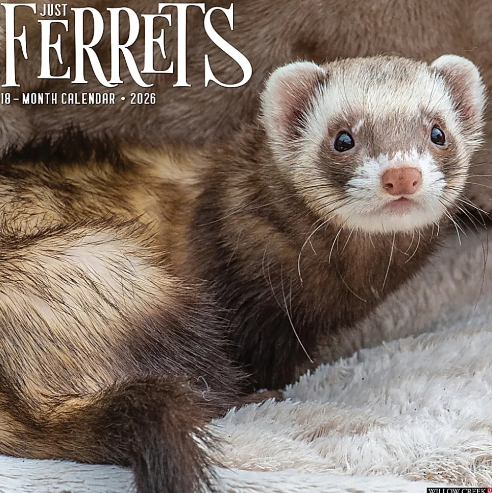 2026 Willow Creek Press Animals Monthly Wall Calendar, 12" x 12", Ferrets, January To December, 55434