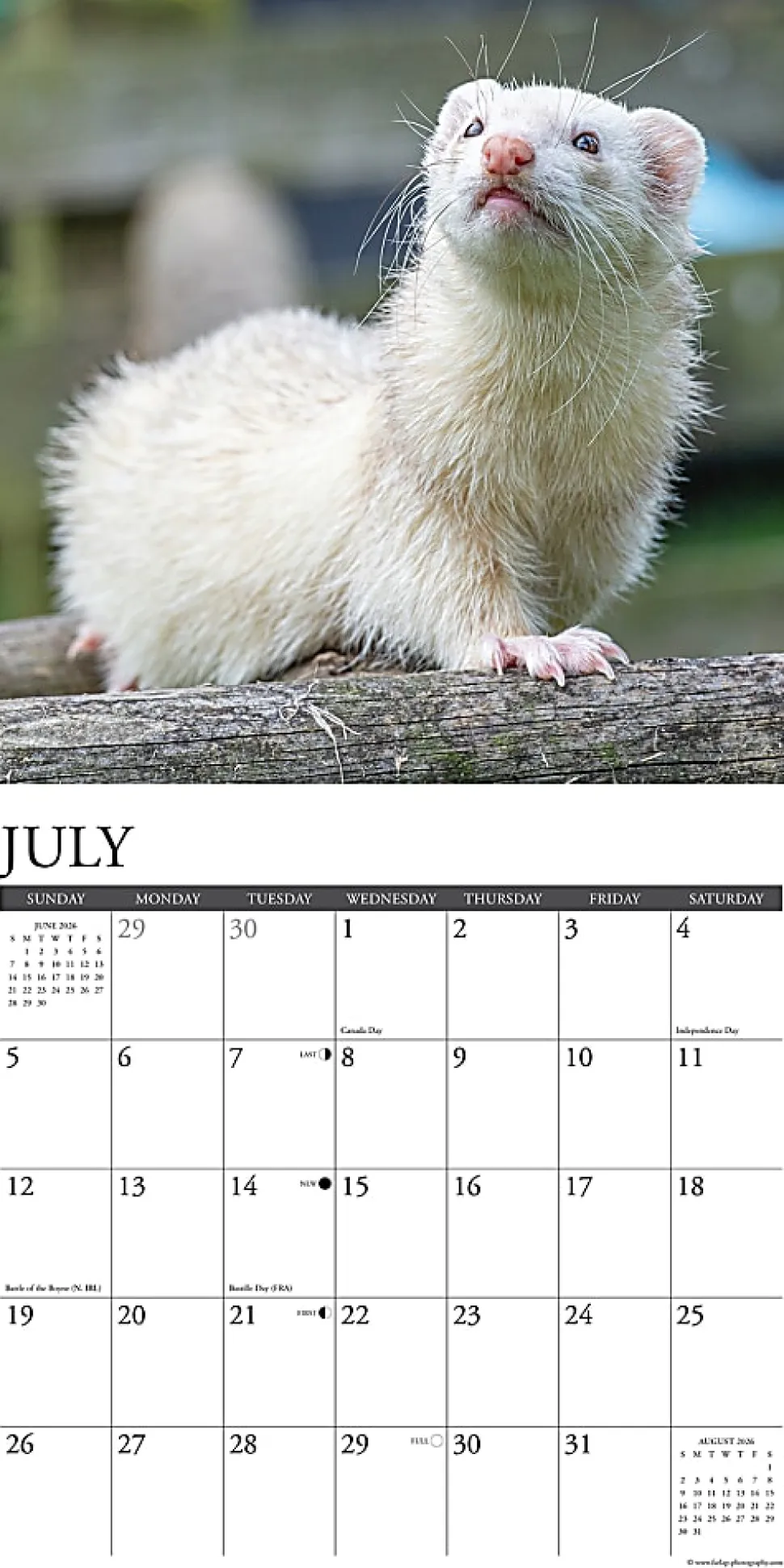 2026 Willow Creek Press Animals Monthly Wall Calendar, 12" x 12", Ferrets, January To December, 55434