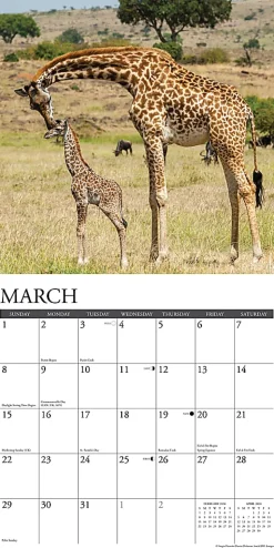 2026 Willow Creek Press Animals Monthly Wall Calendar, 12