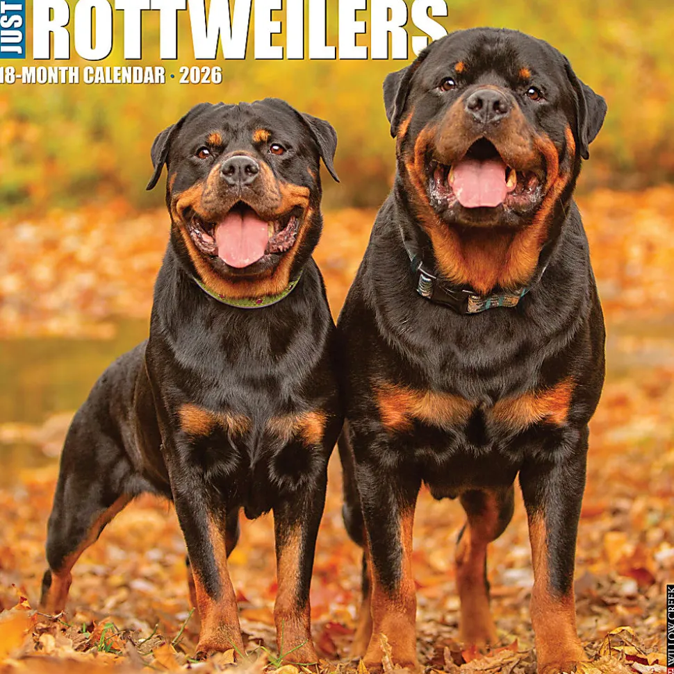 2026 Willow Creek Press Animals Monthly Wall Calendar, 12" x 12", Rottweilers, January To December, 52617