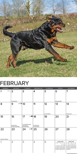 2026 Willow Creek Press Animals Monthly Wall Calendar, 12
