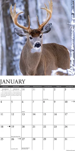 2026 Willow Creek Press Animals Monthly Wall Calendar, 12