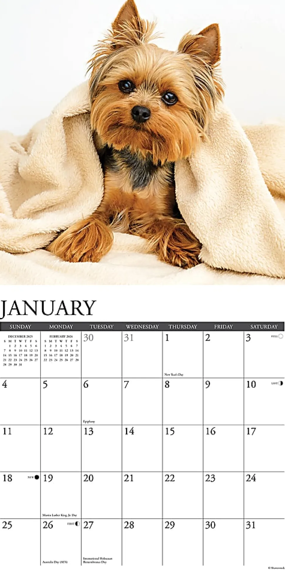 2026 Willow Creek Press Animals Monthly Wall Calendar, 12" x 12", Beagle Rules, January To December, 50149