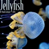 2026 Willow Creek Press Animals Monthly Wall Calendar, 12" x 12", Jellyfish, January To December, 55892