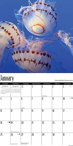 2026 Willow Creek Press Animals Monthly Wall Calendar, 12