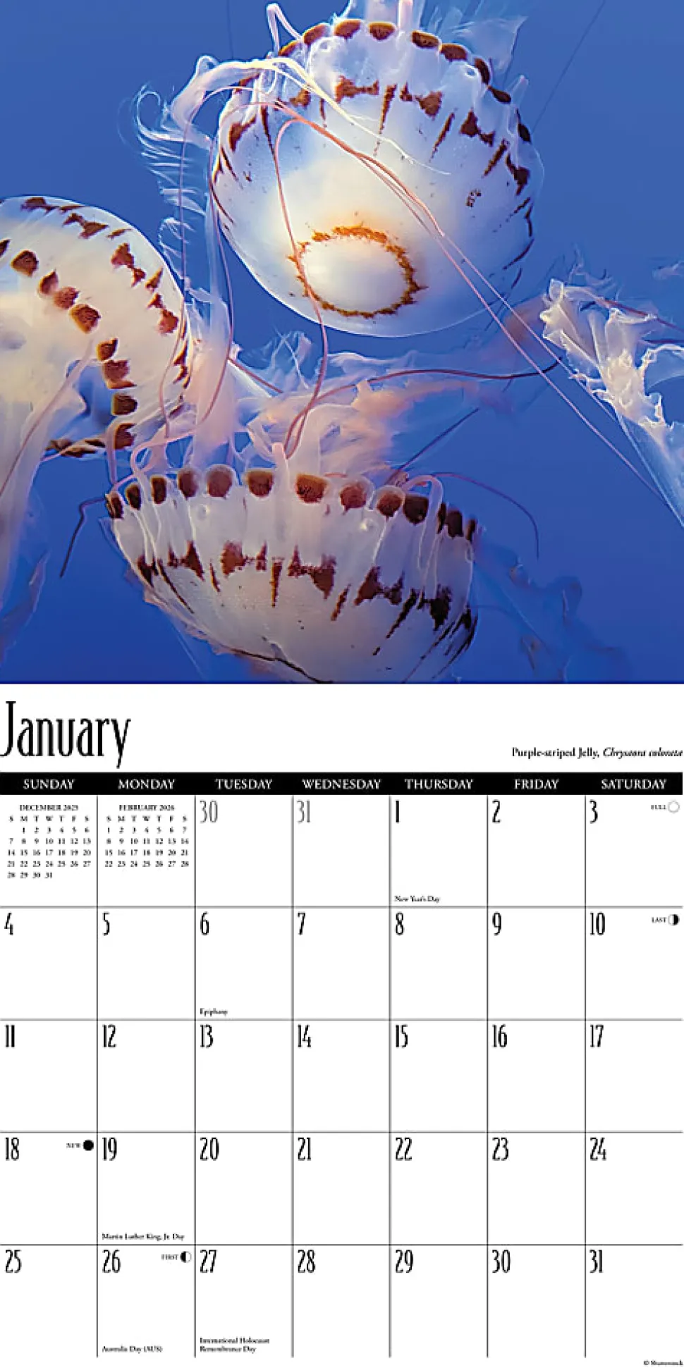 2026 Willow Creek Press Animals Monthly Wall Calendar, 12" x 12", Jellyfish, January To December, 55892
