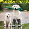 2026 Willow Creek Press Animals Monthly Wall Calendar, 12" x 12", What Goldens Teach Us, January To December, 53188