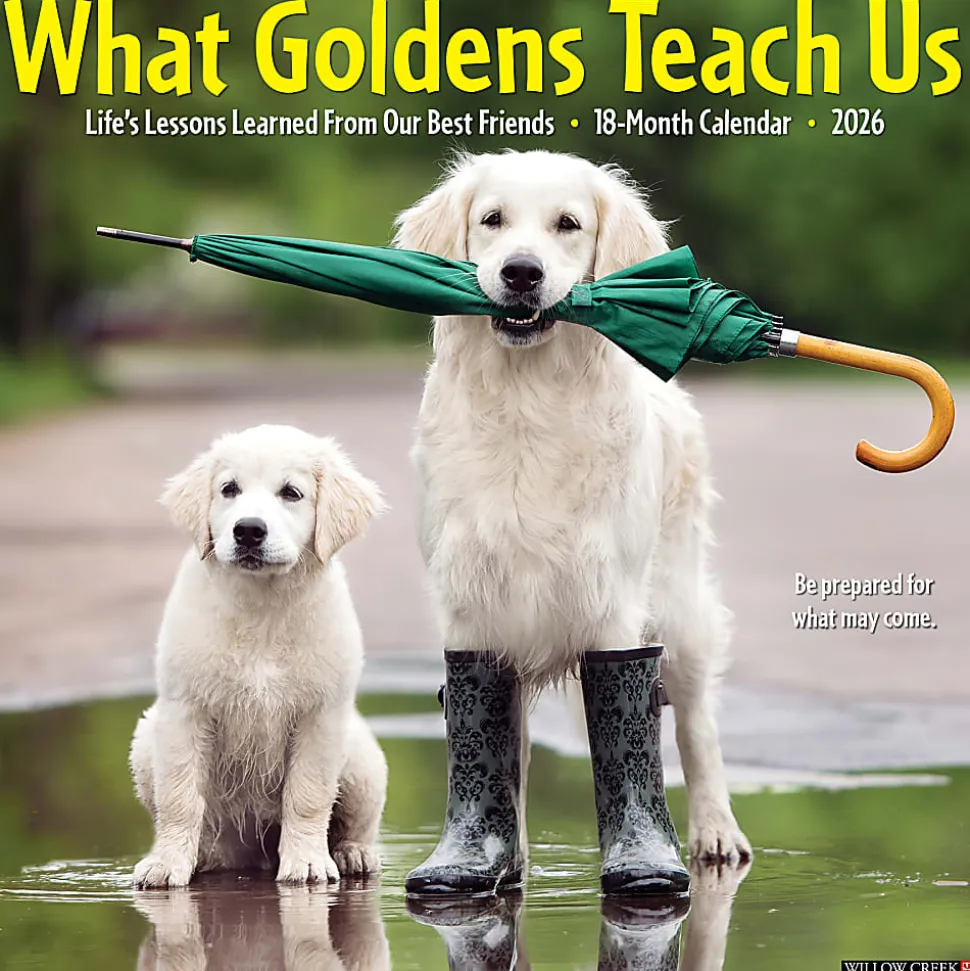 2026 Willow Creek Press Animals Monthly Wall Calendar, 12" x 12", What Goldens Teach Us, January To December, 53188