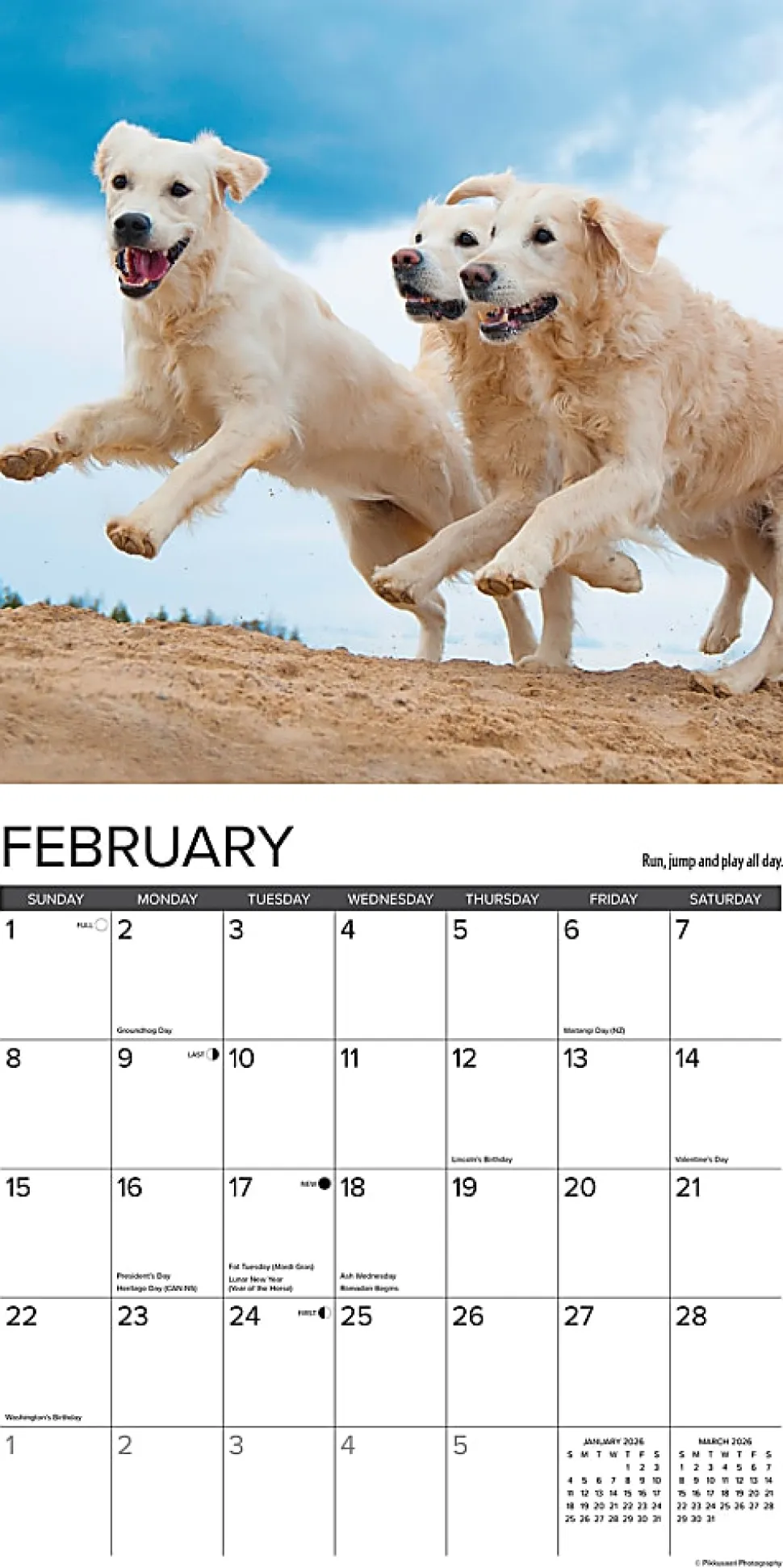 2026 Willow Creek Press Animals Monthly Wall Calendar, 12" x 12", What Goldens Teach Us, January To December, 53188