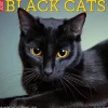 2026 Willow Creek Press Animals Monthly Wall Calendar, 12" x 12", Black Cats, January To December, 50286