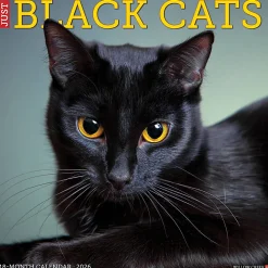 2026 Willow Creek Press Animals Monthly Wall Calendar, 12" x 12", Black Cats, January To December, 50286