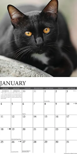 2026 Willow Creek Press Animals Monthly Wall Calendar, 12" x 12", Black Cats, January To December, 50286
