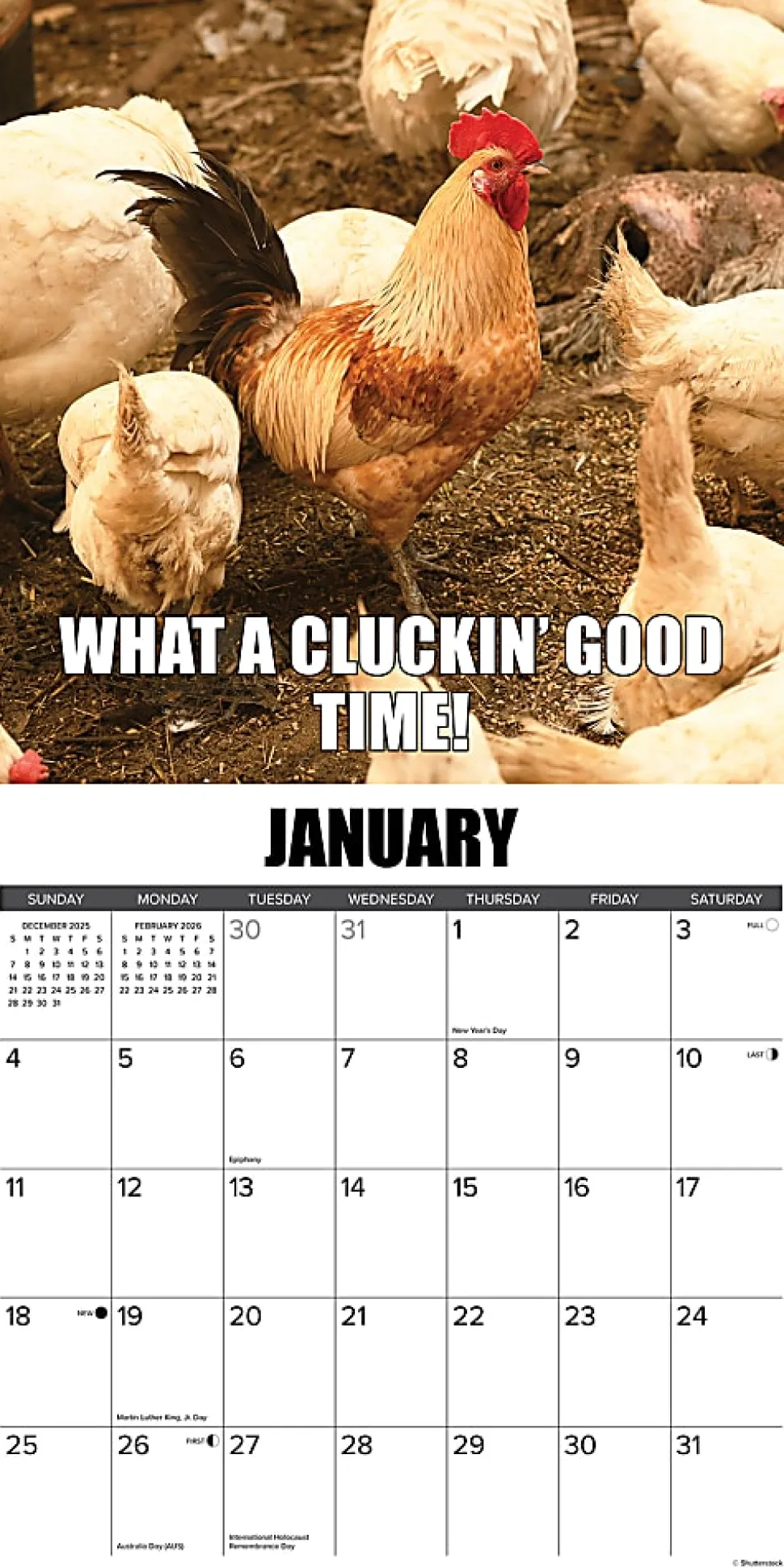 2026 Willow Creek Press Animals Monthly Wall Calendar, 12" x 12", No Clucks Given, January To December, 52181