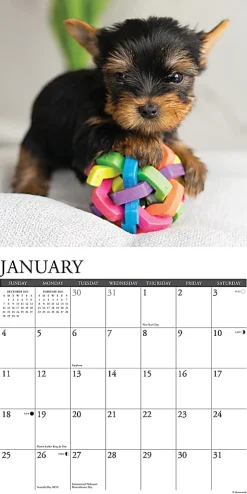 2026 Willow Creek Press Animals Monthly Wall Calendar, 12" x 12", Yorkie Puppies, January To December, 53362