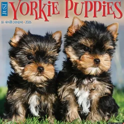 2026 Willow Creek Press Animals Monthly Wall Calendar, 12" x 12", Yorkie Puppies, January To December, 53362