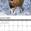 2026 Willow Creek Press Animals Monthly Wall Calendar, 12" x 12", Mule Deer, January To December, 52051