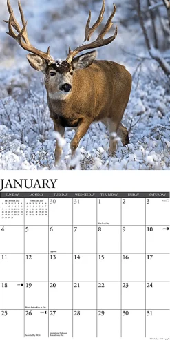 2026 Willow Creek Press Animals Monthly Wall Calendar, 12" x 12", Mule Deer, January To December, 52051