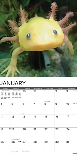 2026 Willow Creek Press Animals Monthly Wall Calendar, 12