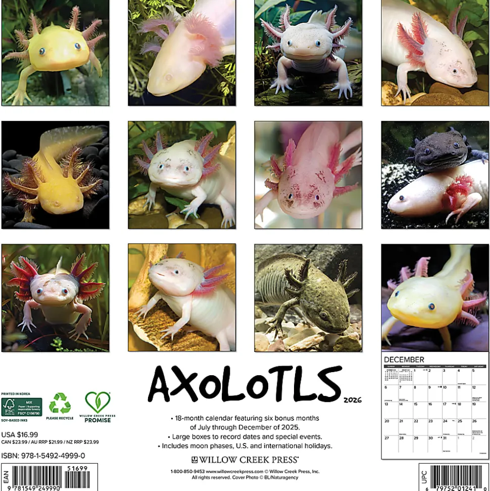 2026 Willow Creek Press Animals Monthly Wall Calendar, 12" x 12", Axolotls, January To December, 49990