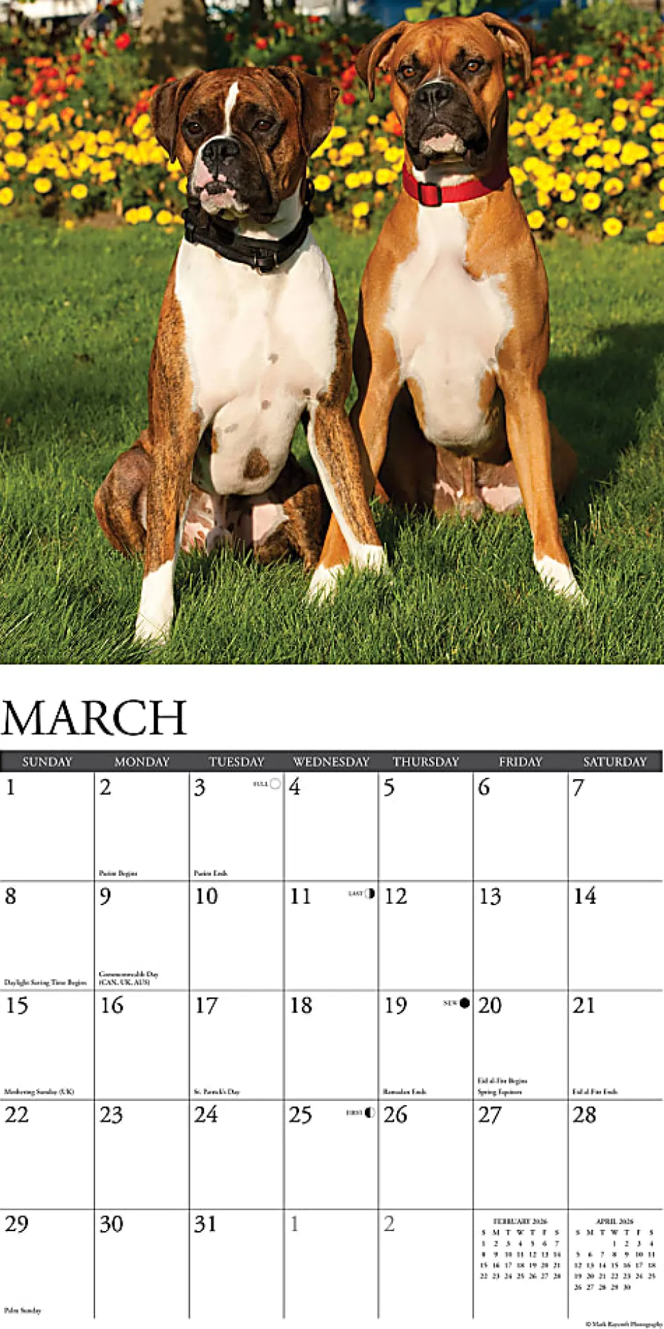 2026 Willow Creek Press Animals Monthly Wall Calendar, 12" x 12", Highland Cows B&W, January To December, 55847