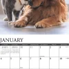 2026 Willow Creek Press Animals Monthly Wall Calendar, 12" x 12", Cats & Dogs, January To December, 50620