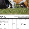 2026 Willow Creek Press Art & Design Monthly Wall Calendar, 12" x 12", Bulldog Bad Boys, January To December, 50415