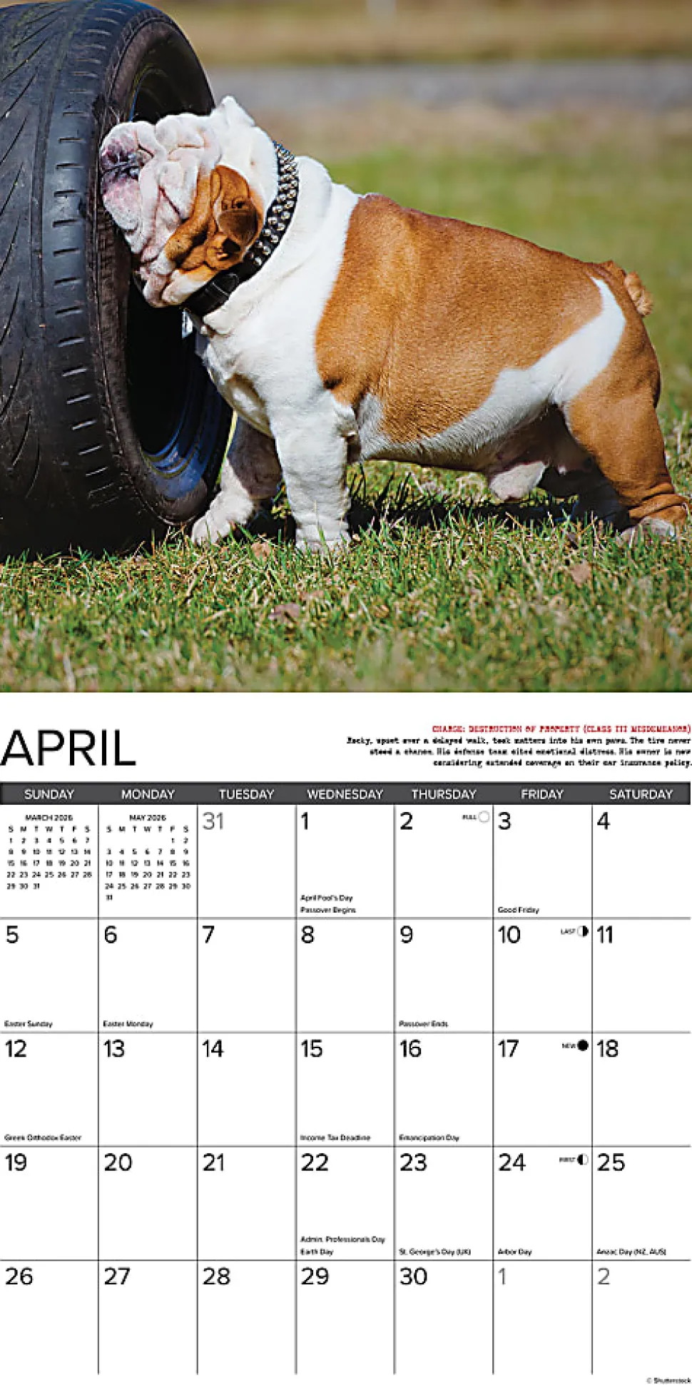 2026 Willow Creek Press Art & Design Monthly Wall Calendar, 12" x 12", Bulldog Bad Boys, January To December, 50415