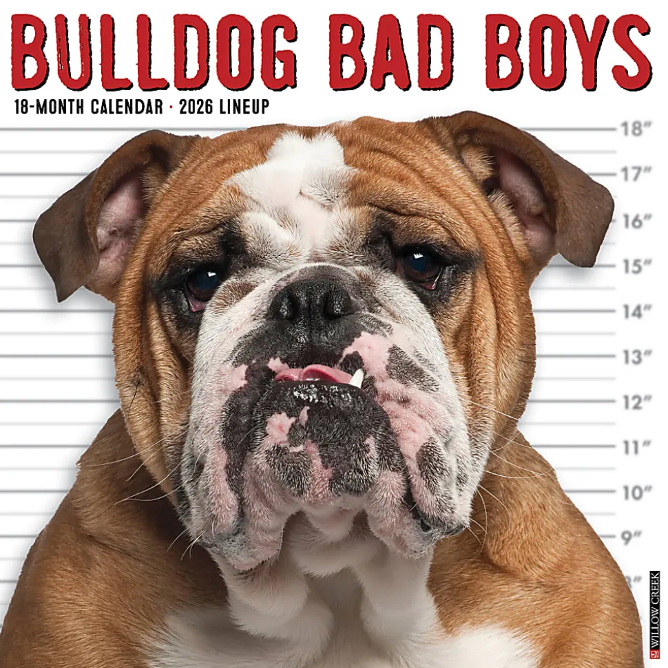 2026 Willow Creek Press Art & Design Monthly Wall Calendar, 12" x 12", Bulldog Bad Boys, January To December, 50415