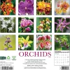 2026 Willow Creek Press Art & Design Monthly Wall Calendar, 12" x 12", Orchids, January To December, 56035
